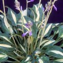 Hosta 'Little Treasure'